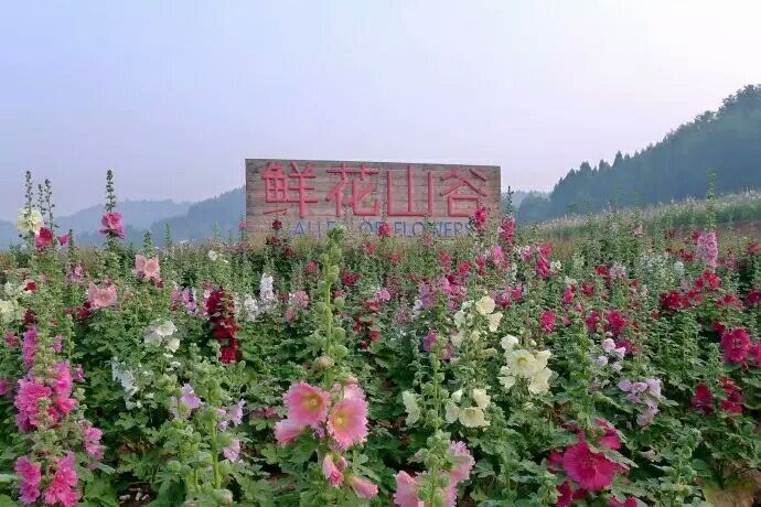 鲜花山谷.jpg